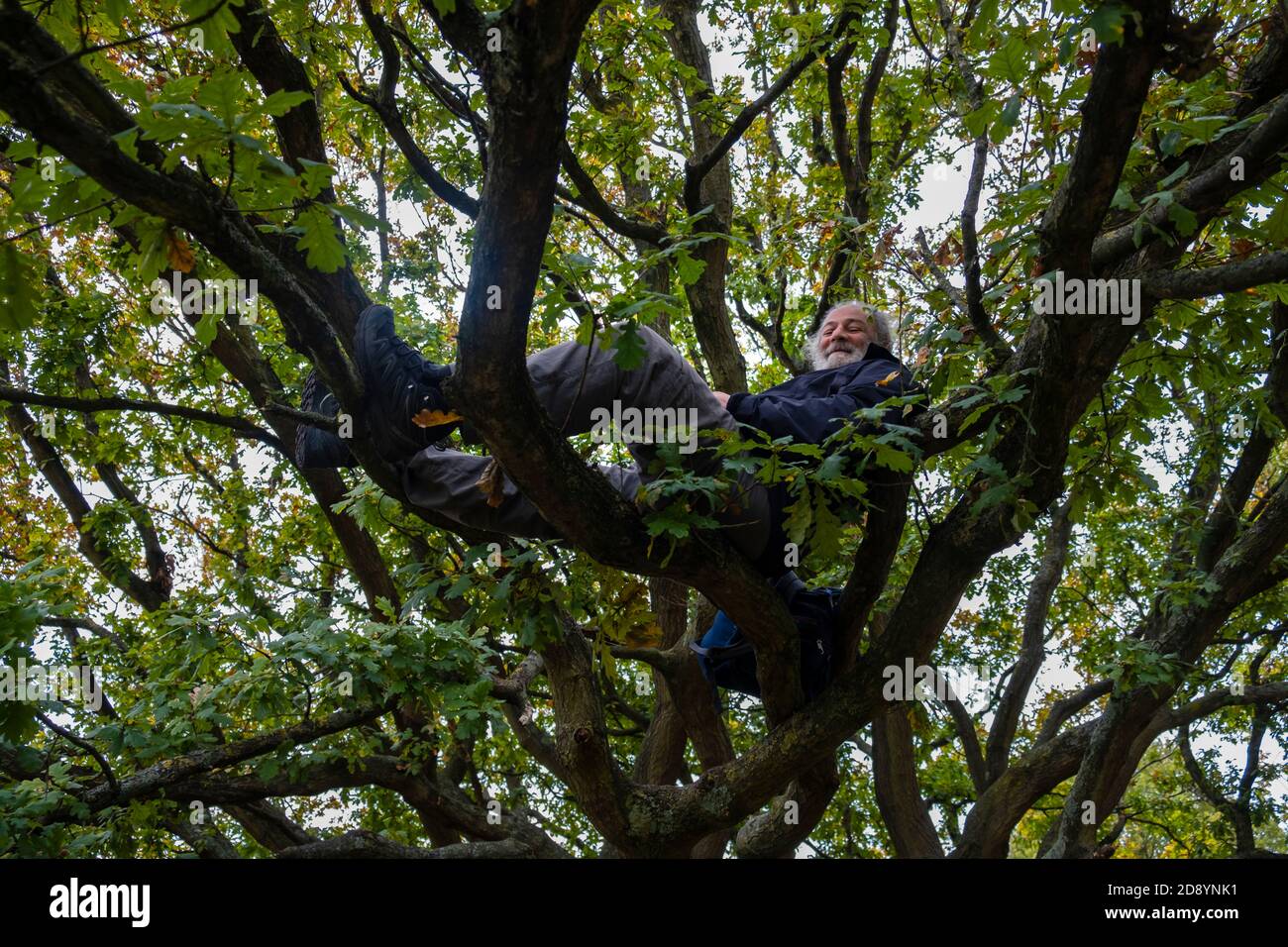 Homme senior 55-60 ans assis dans les branches d'un arbre, protestataire de l'environnement, militant, arbre assis Banque D'Images