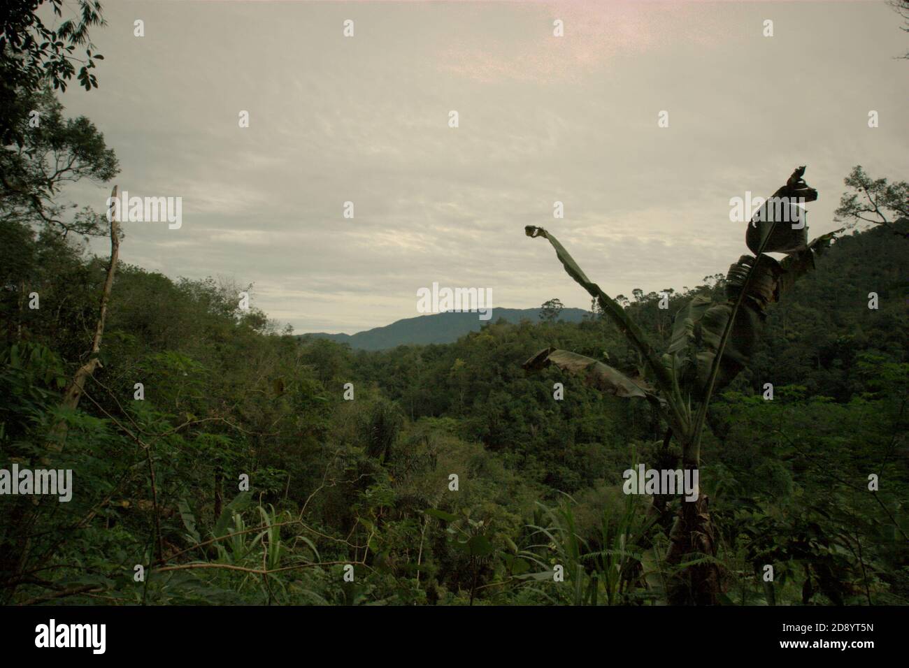 Vue de l'écosystème de Batang Toru vu du village de Nauli dans le district de Sitahuis, Central Tapanuli regency, province de Sumatra Nord, Indonésie. Banque D'Images