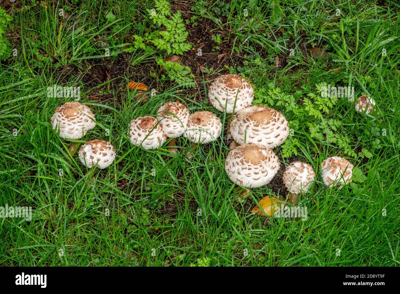 Parasol Mushroom dans Suffolk , Royaume-Uni Banque D'Images