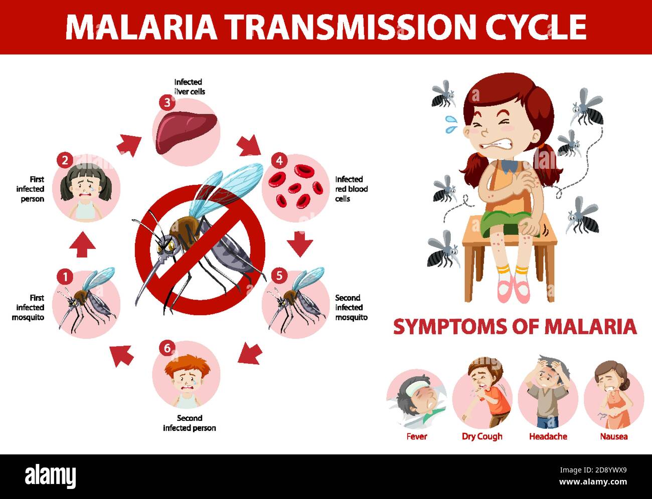 Illustration de l'infographie sur le cycle de transmission du paludisme et les symptômes Illustration de Vecteur