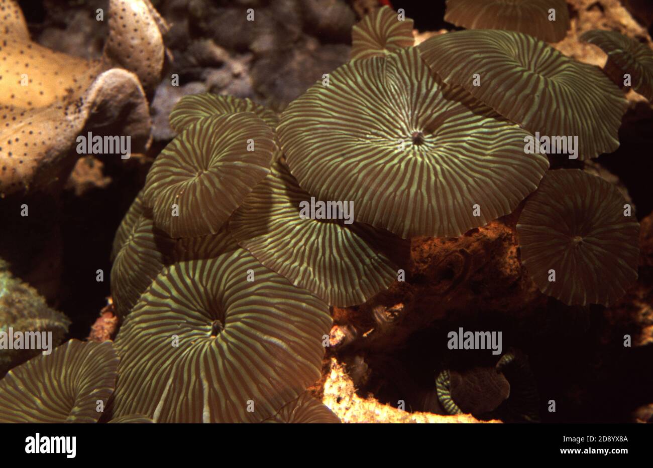 Discosoma est un genre de cnidariens de l'ordre de Corallimordaria. Les noms communs incluent l'anémone de champignon, l'anémone de disque et le champignon d'oreille d'éléphant Banque D'Images