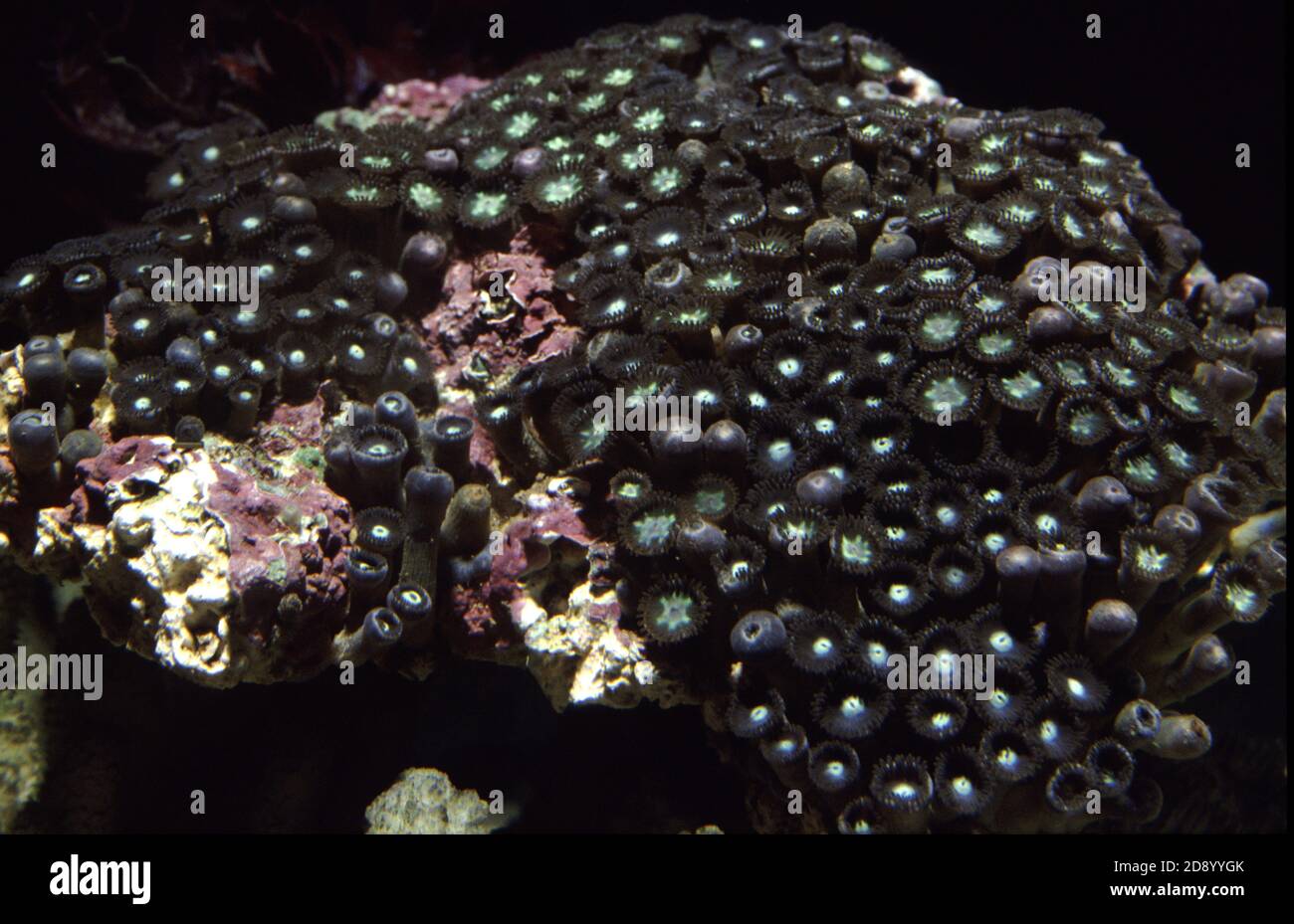Zoanthus sociatus, communément appelé tapis de mer vert ou polype bouton Banque D'Images