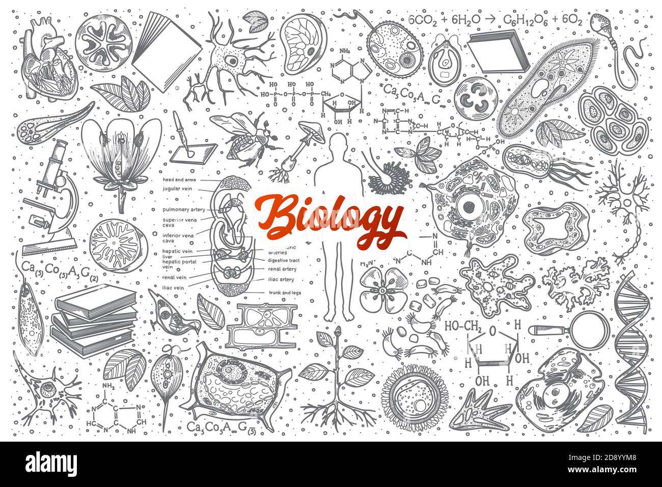 Fond de l'ensemble de caniche Biologie dessinées à la main avec inscription rouge vecteur Banque D'Images