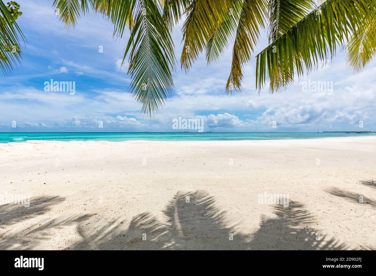 Le palmier laisse sur une plage de luxe. Plage de sable blanc tropicale parfaite avec noix de coco, concept de fond de vacances d'été Banque D'Images