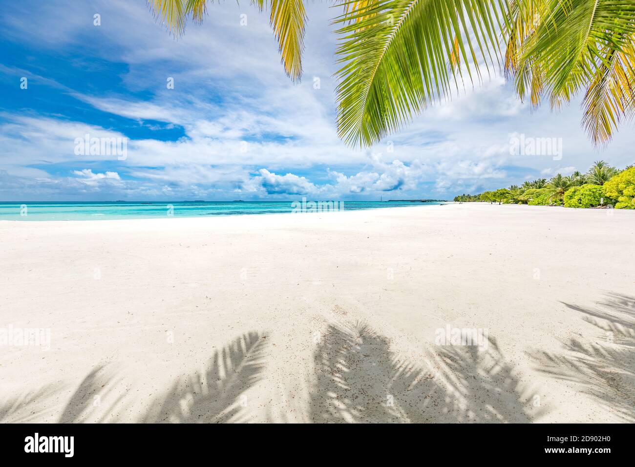 Le palmier laisse sur une plage de luxe. Plage de sable blanc tropicale parfaite avec noix de coco, concept de fond de vacances d'été Banque D'Images