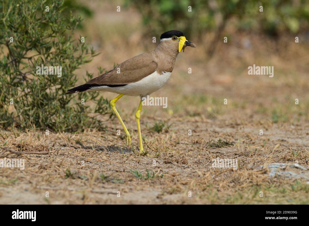 Laponie jaune, Noida, Uttar Pradesh, Inde- 6 juillet 2019 : un Laponie jaune alerte, Vanellus malabaricus gardant l'œil sur l'ennemi. Banque D'Images