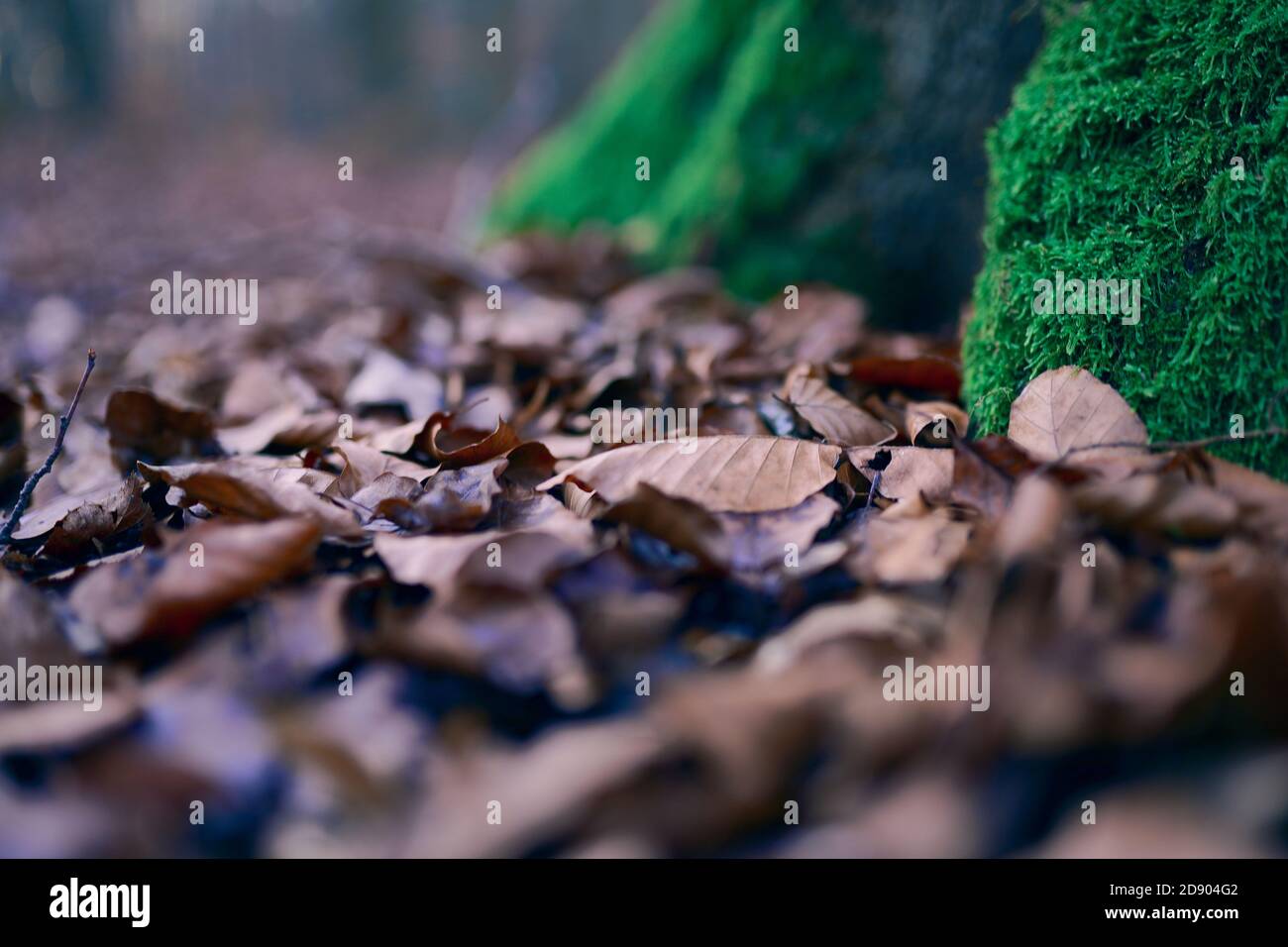 Belle mousse verte sur l'arbre et feuilles sèches. Banque D'Images