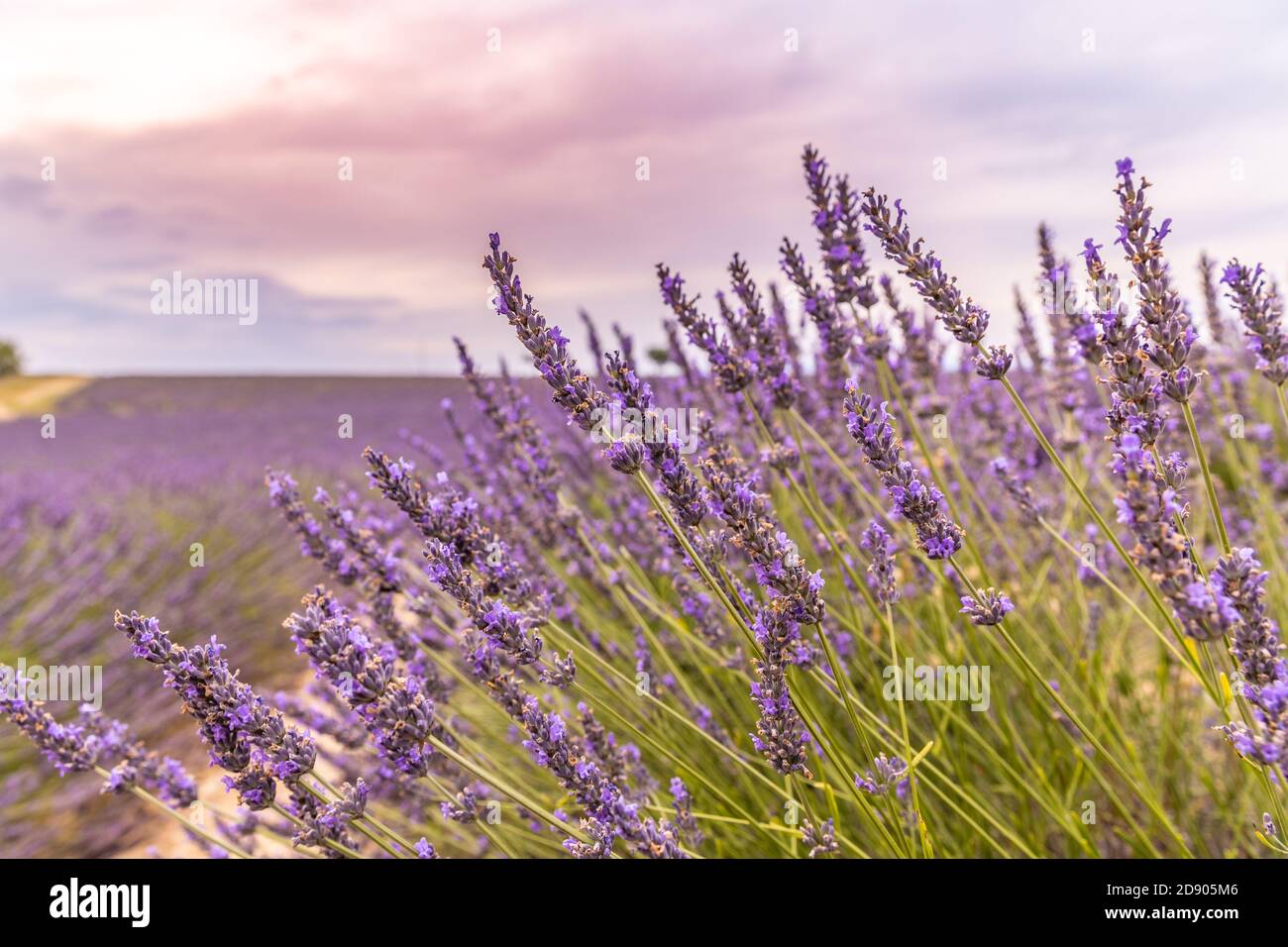 Gros plan sur le champ de fleurs en sauge décoratif violet. Beau jardin d'été fleur violette. La lavande fleurir dans un champ au coucher du soleil en Provence Banque D'Images