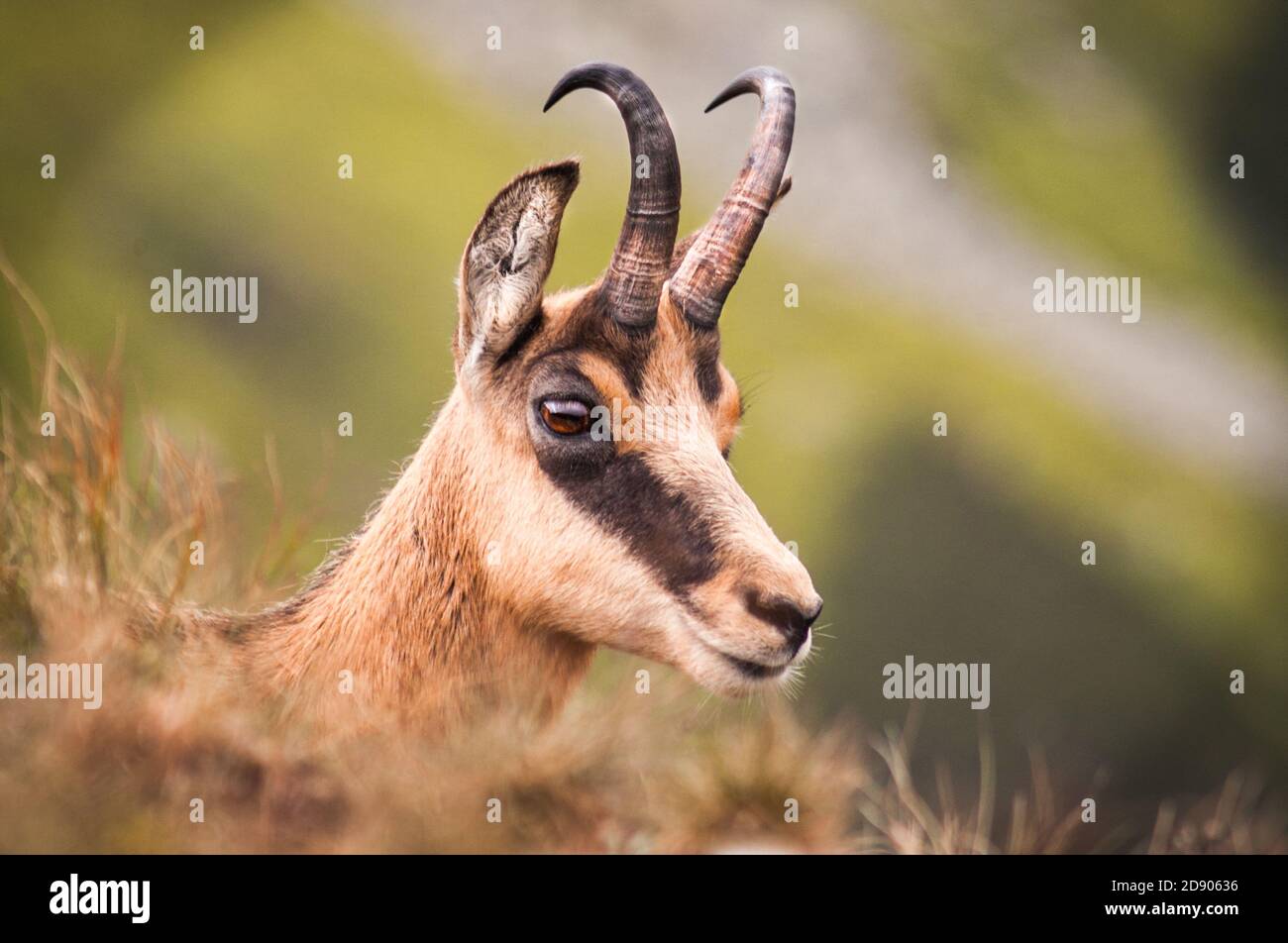Tatra chamois (Rupicapra Rupicapra tatrica), Basse Tatra (Nizke Tatry), Slovaquie, Europe, Head detail, Banque D'Images