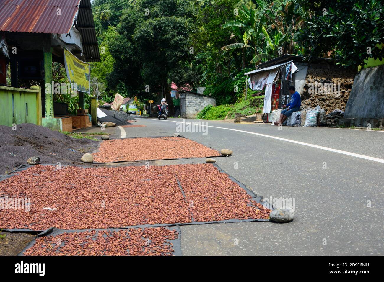 Séchage des clous de girofle sur la route. Ternate, Nord-Moluques, Indonésie. Banque D'Images