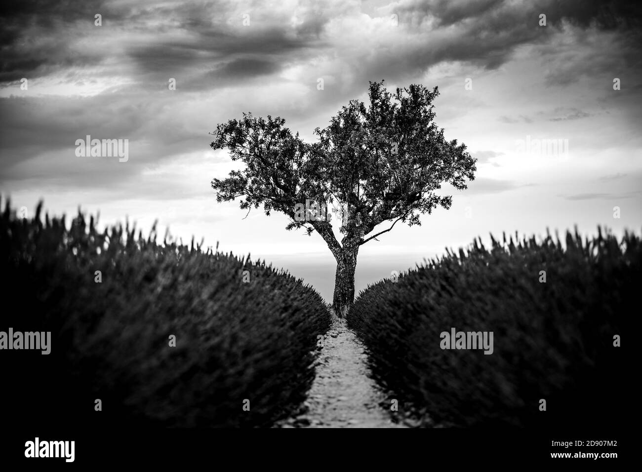 Magnifique paysage de champ de lavande coucher de soleil d'été en monochrome. Vue en noir et blanc sur un arbre solitaire, arrière-plan spectaculaire de la nature Banque D'Images