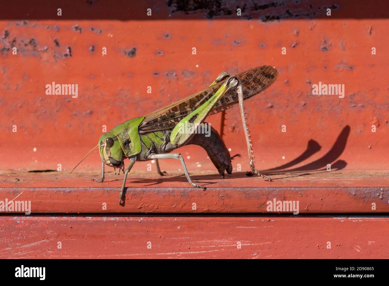 Criquet pèlerin (Locusta migratoria), ville d'Isehara, préfecture de Kanagawa, Japon Banque D'Images