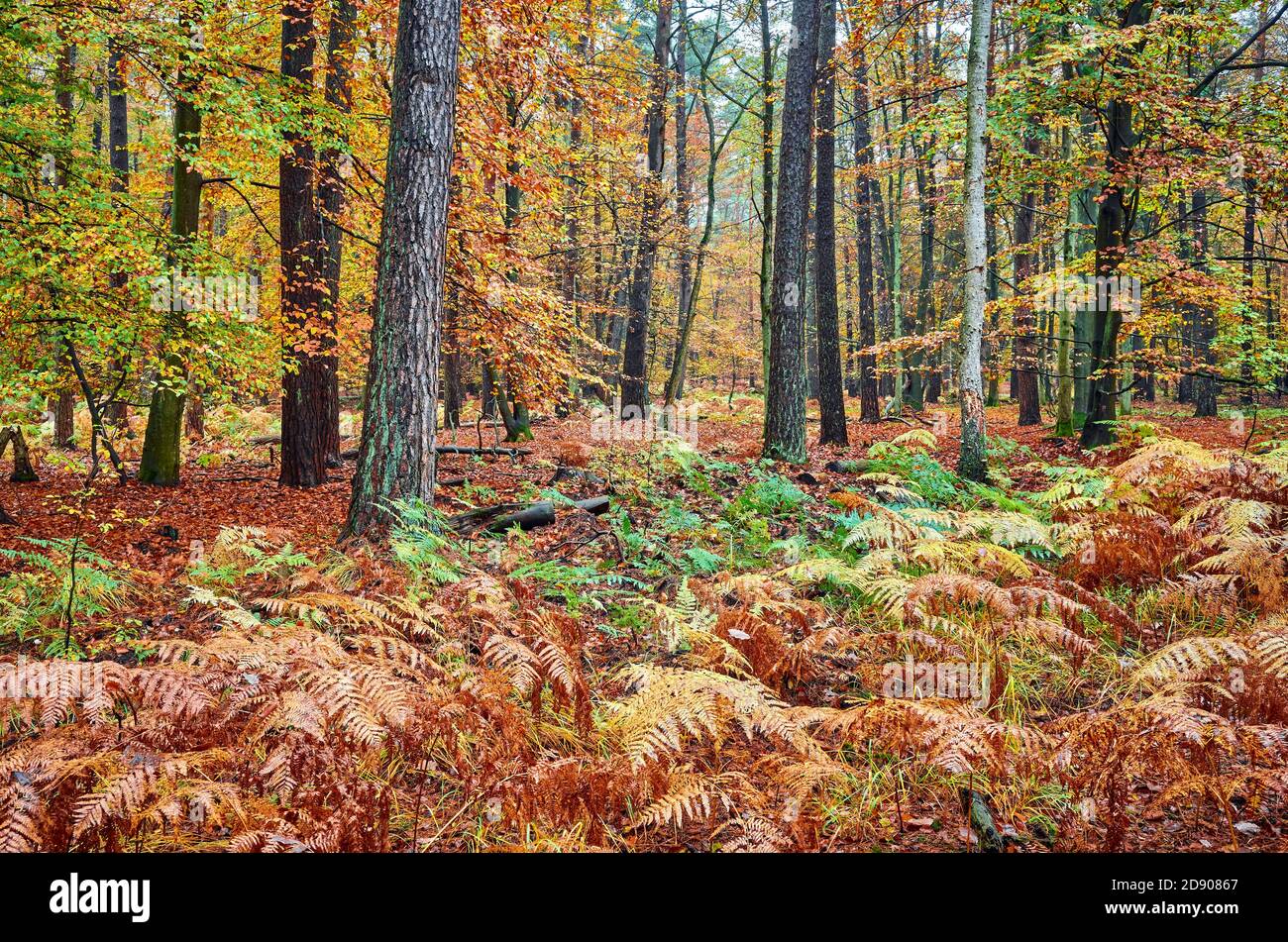 Forêt profonde en automne pluvieux. Banque D'Images