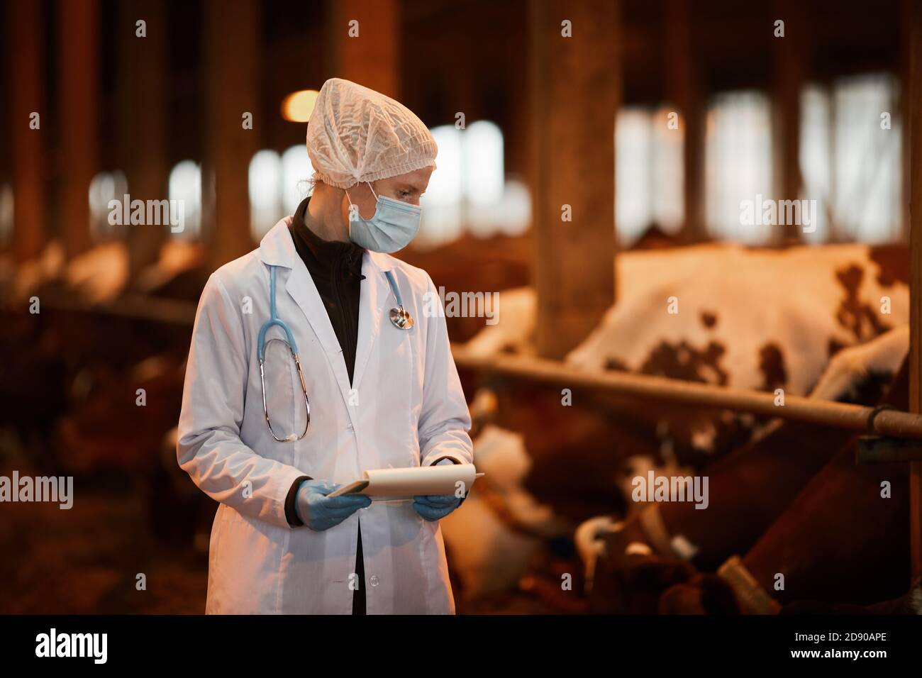 Portrait de la taille vers le haut de la jeune femme vétérinaire inspectant les vaches à la ferme laitière tout en portant le masque et le manteau de laboratoire, copier l'espace Banque D'Images