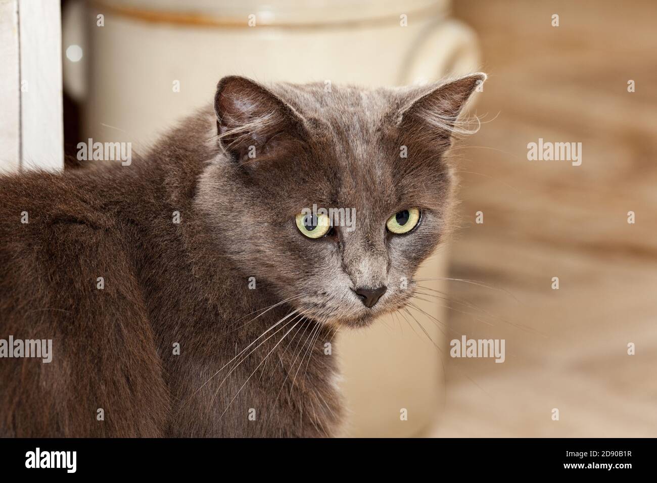 Chat Chartreux Banque De Photographies Et D Images A Haute Resolution Alamy