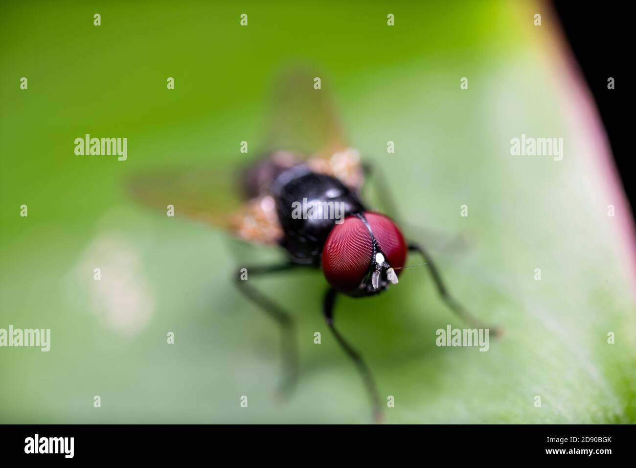 Photographie Macro de mouche noire sur feuille verte Banque D'Images
