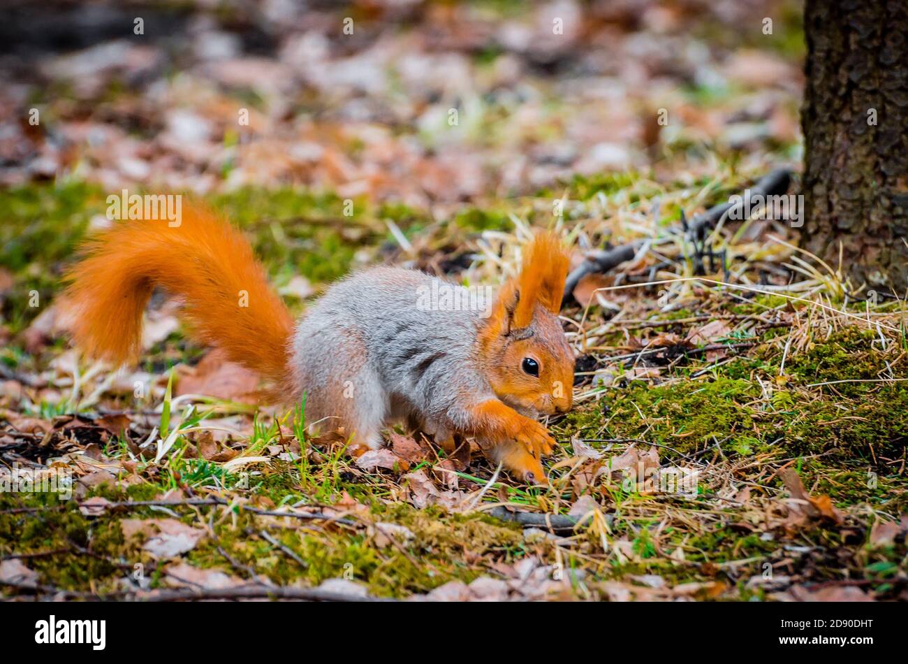 Écureuil roux dans la forêt mangeant des noix et des glands. Banque D'Images