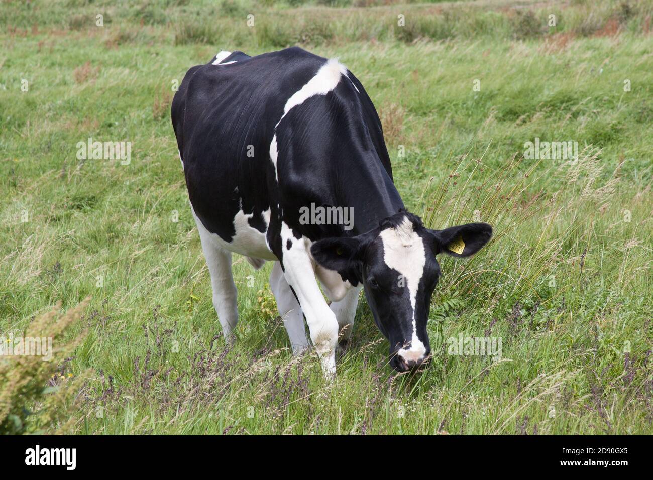 Une vache noire et blanche qui broutage dans un champ de Wareham, Dorset, au Royaume-Uni Banque D'Images