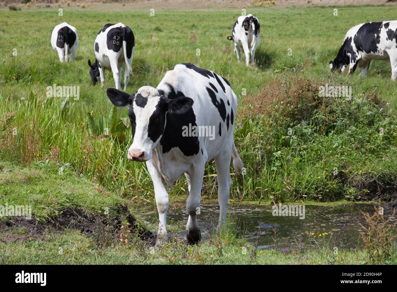 Une vache traversant un ruisseau sur une ferme à Wareham, Dorset au Royaume-Uni Banque D'Images