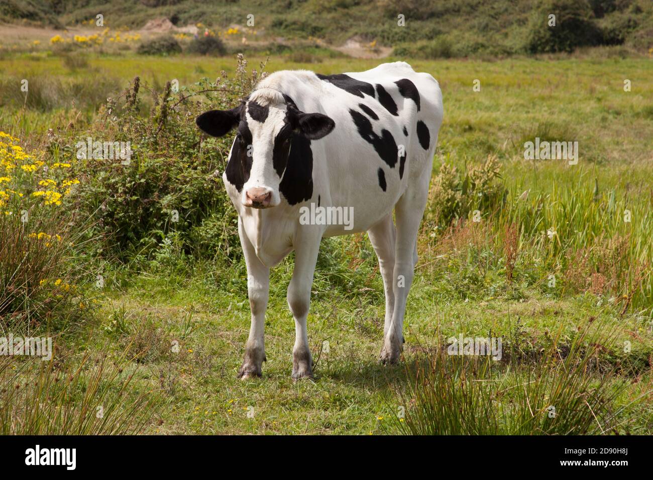 Une vache était seule dans un domaine à Wareham, Dorset au Royaume-Uni Banque D'Images