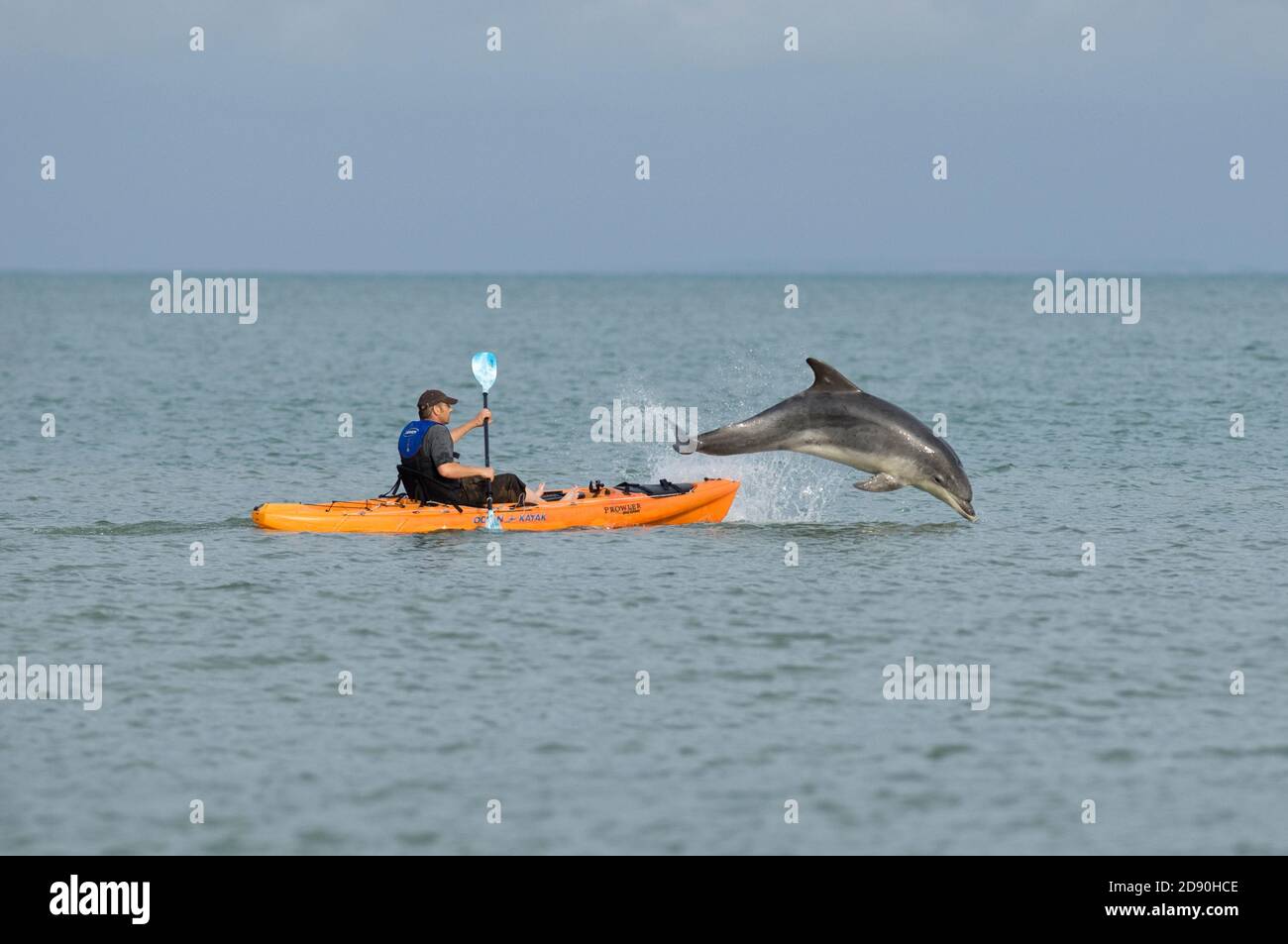 Dauphin solitaire « Dave ». Folkestone, Kent, Royaume-Uni 2007 Banque D'Images