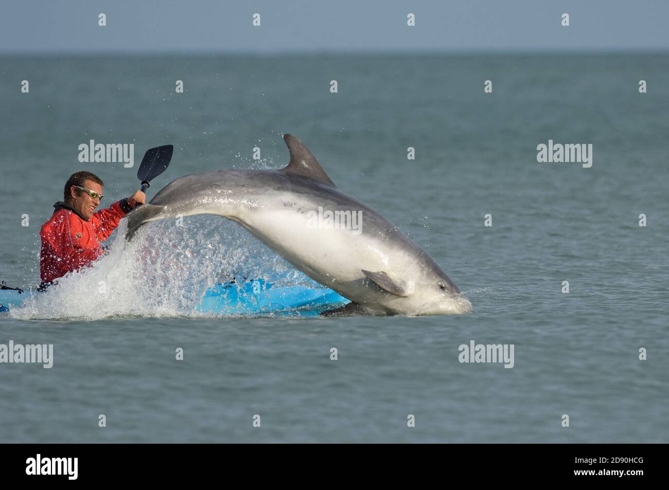 Dauphin solitaire « Dave ». Folkestone, Kent, Royaume-Uni 2007 Banque D'Images