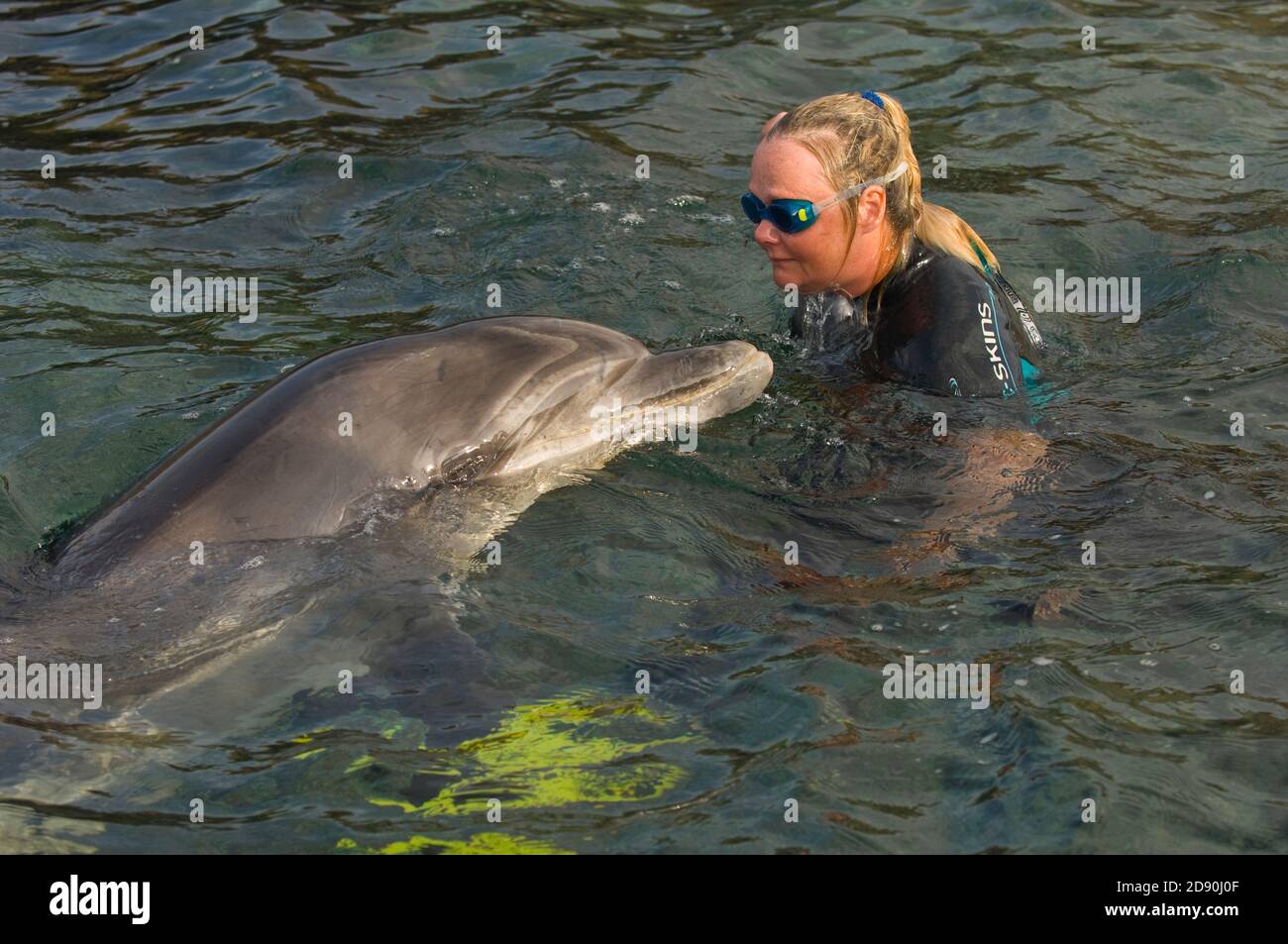 Dauphin sauvage solitaire sociable Bottlenose Dusty (Tursiops truncatus) Co Clare, Irlande. Avec l'ami Ute Margreff qui nage régulièrement avec Dusty. Banque D'Images