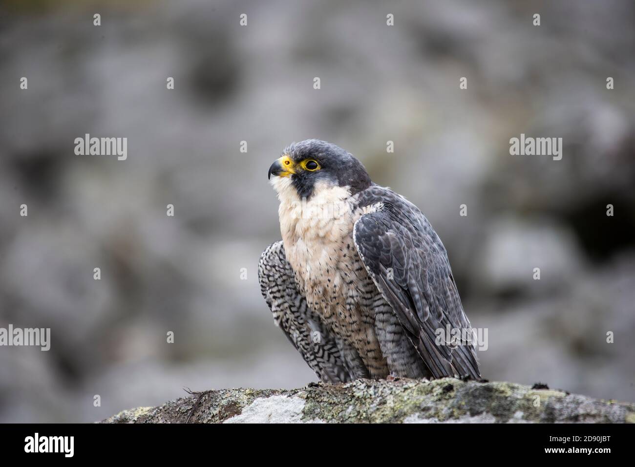 Un faucon pèlerin adulte Falco peregrinus en captivité perçant sur un affleurement rocheux dans les hautes terres de Cumbrian au Royaume-Uni Banque D'Images