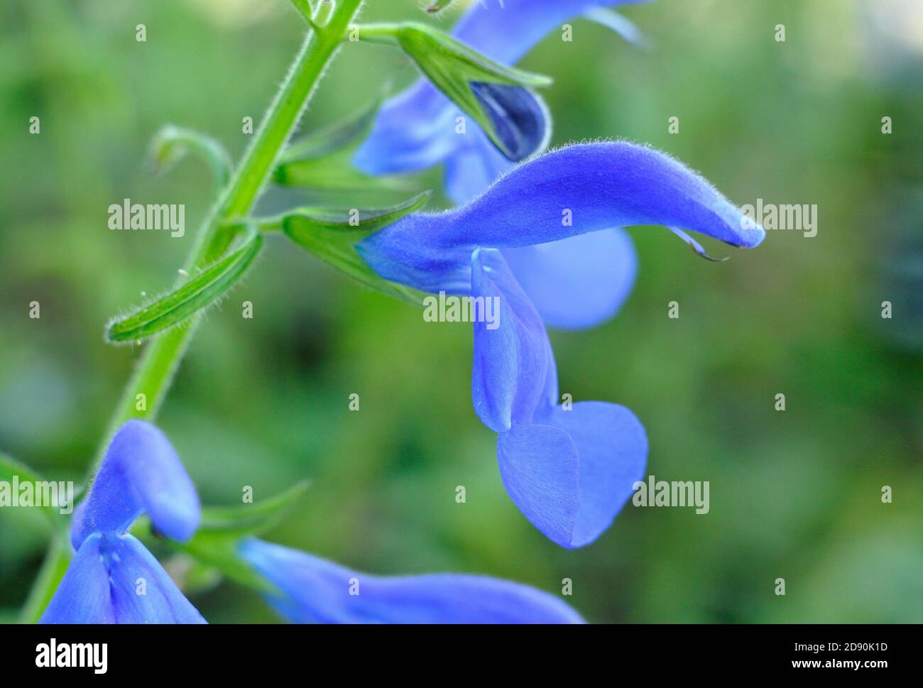 Salvia patens « Oxford Blue ». Fleurs bleues de la moitié de la sauge gentiane ornementale robuste. ROYAUME-UNI Banque D'Images