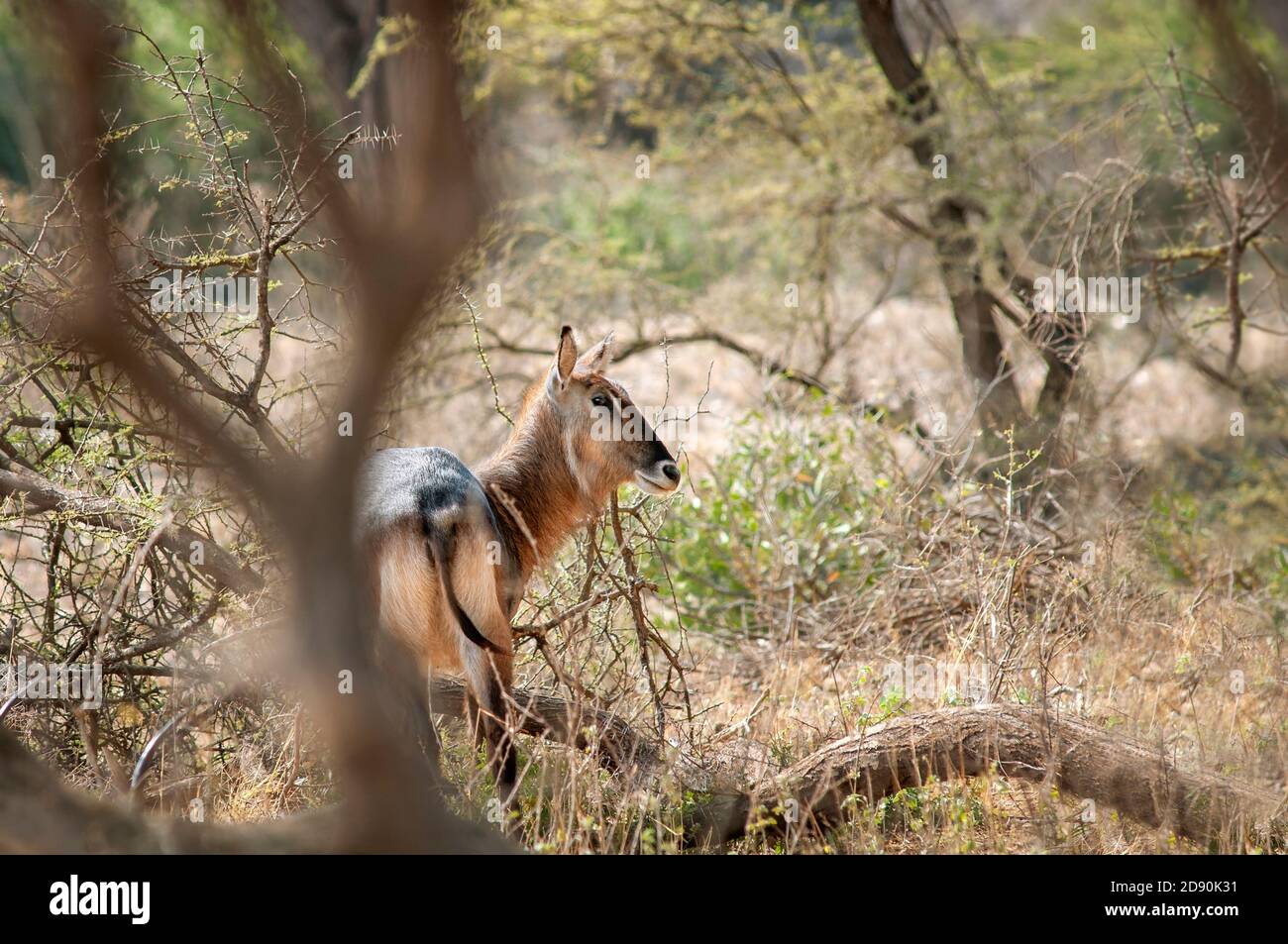 Waterbuck, Kobus ellipsiprymnus, pâturage féminin à la réserve nationale de Samburu. Kenya. Afrique. Banque D'Images