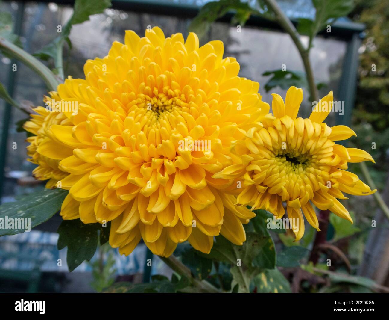 Chrysanthemum Ada Evans, une variété de couleur jaune vif Banque D'Images