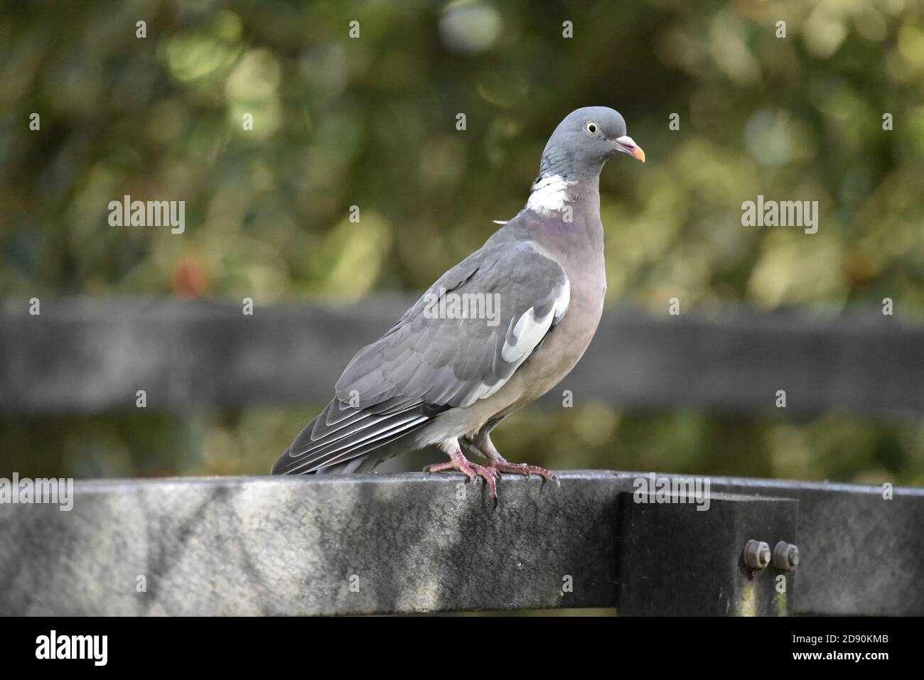 Common Woodpigeon, Columba Palumbus, perché sur un rail dans une réserve naturelle du Staffordshire en automne Banque D'Images