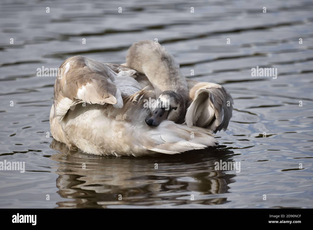 Cygnus olor (Preening Juvenile Mute Swan) Sur un lac en automne au Royaume-Uni Banque D'Images