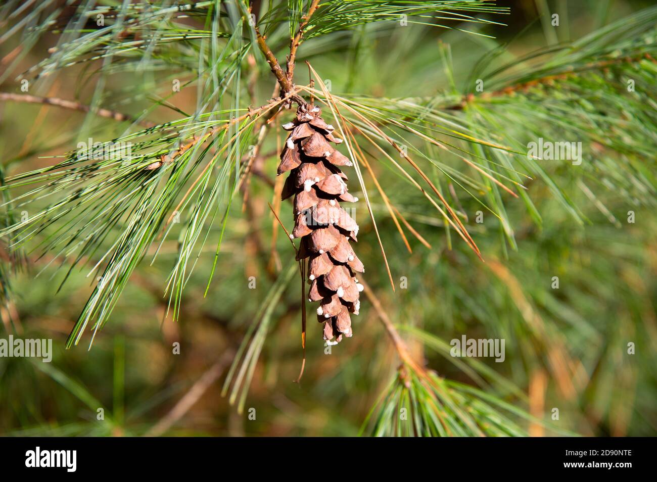 Un cône de pin (strobilus) accroché à une branche de pin sur Cape COE, États-Unis Banque D'Images