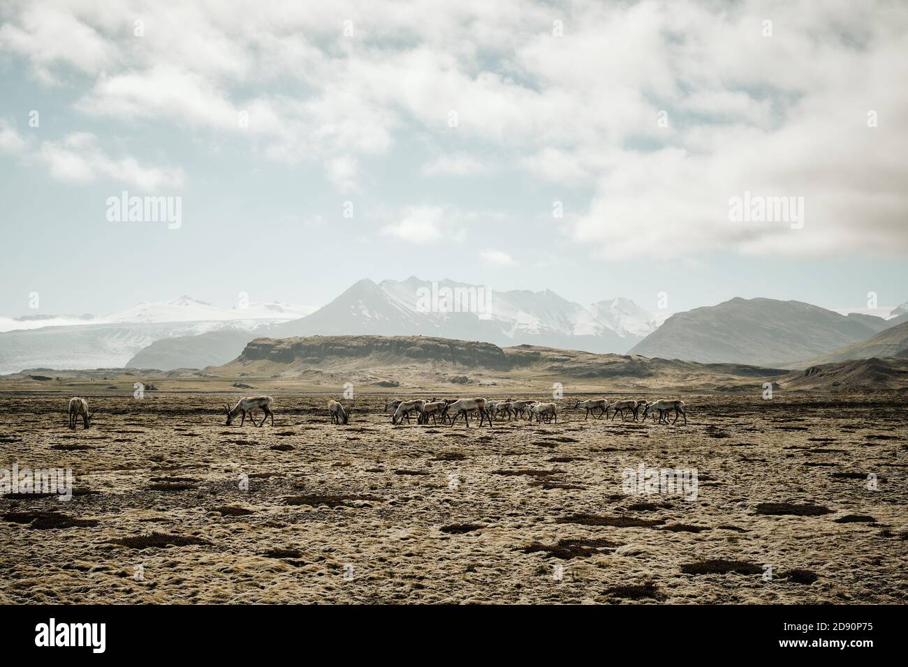 Un troupeau sauvage de rennes qui broutage dans la toundra couverte de mousse Paysage du sud de l'Islande - troupeau de rennes d'Islande Banque D'Images