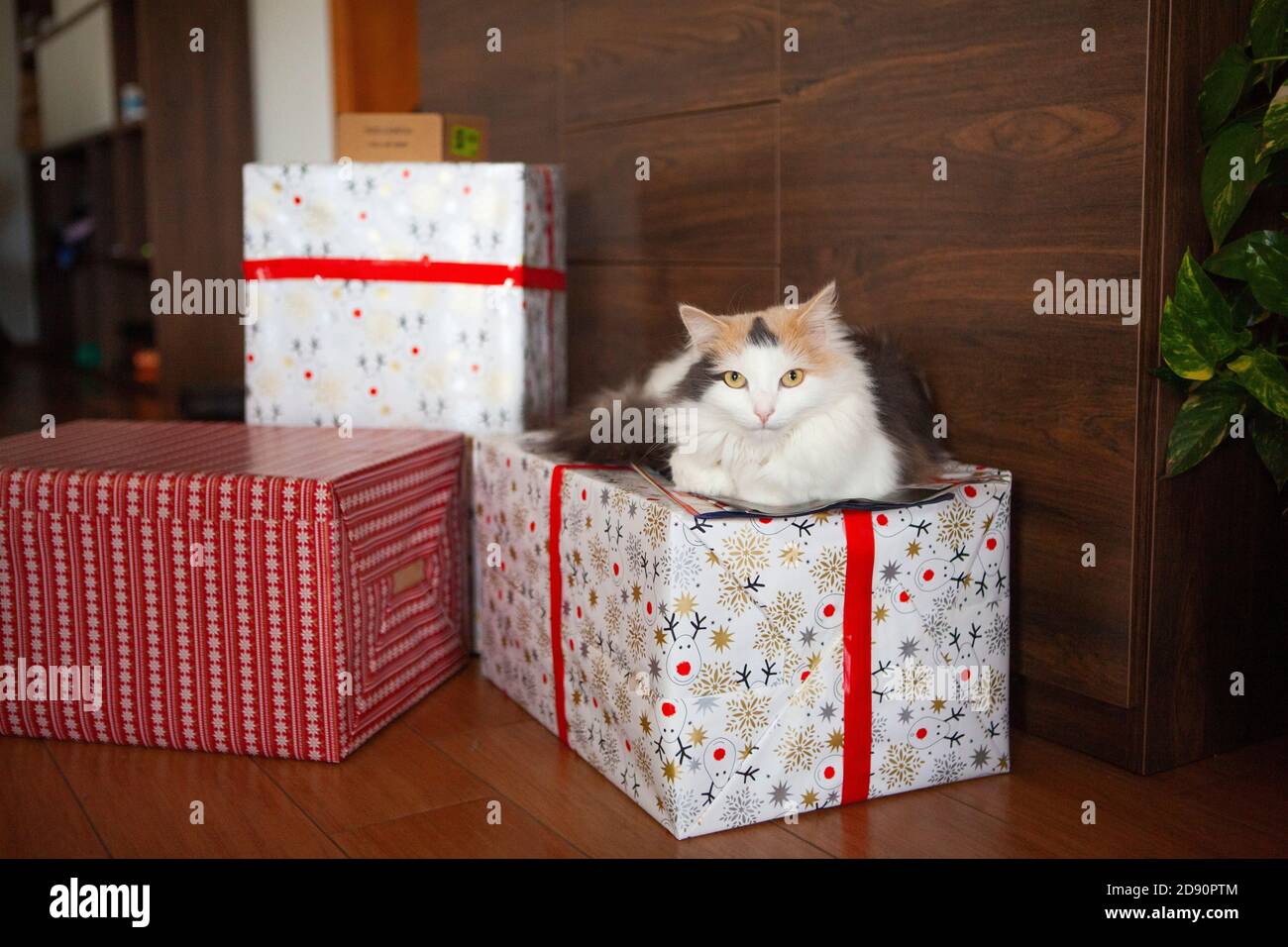 Un chat blanc à pois sur un cadeau de Noël Banque D'Images