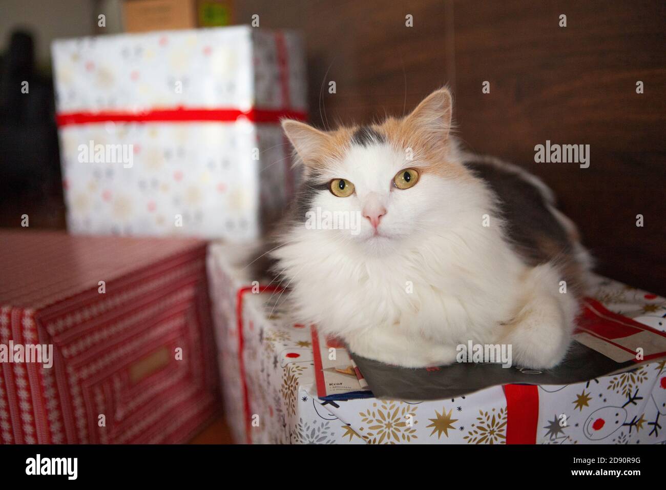 Un chat blanc à pois sur un cadeau de Noël Banque D'Images