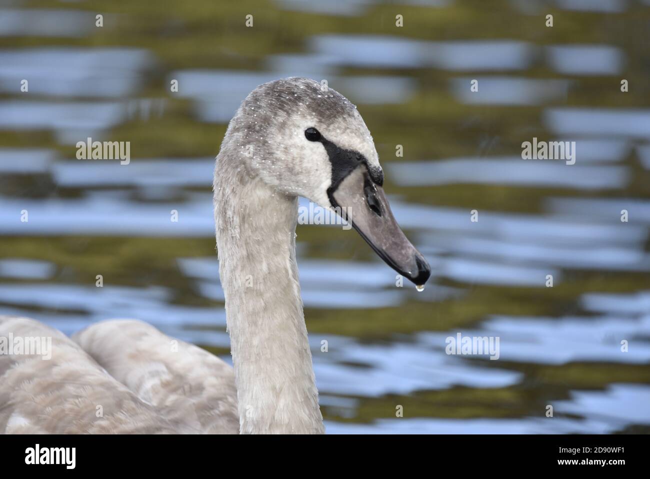 Juvenal Mute Swan, Cygnus olor, Right Profile Portrait contre Blue Water en automne au Royaume-Uni Banque D'Images