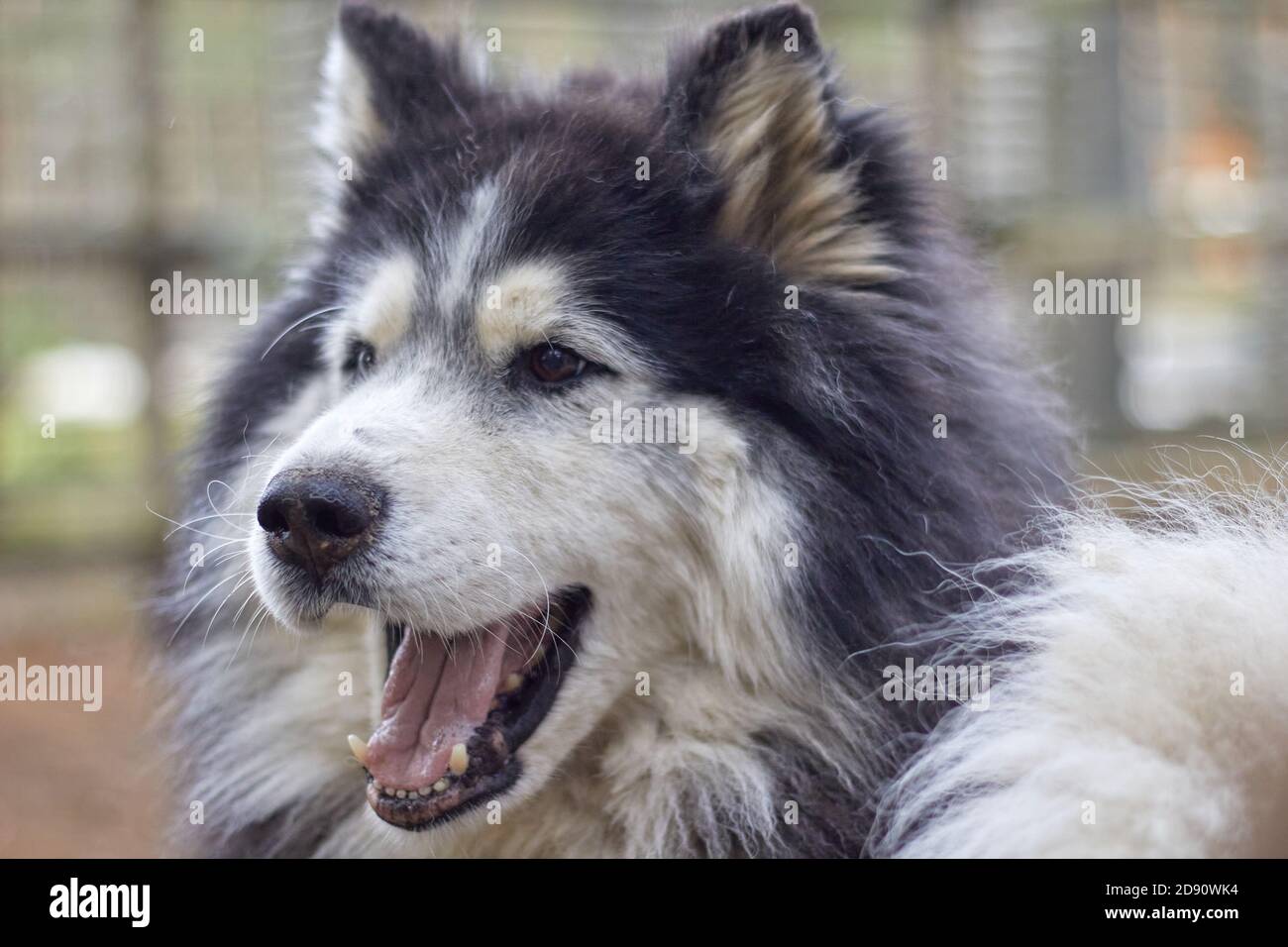 un chien aux cheveux longs avec des yeux husky multicolores Banque D'Images