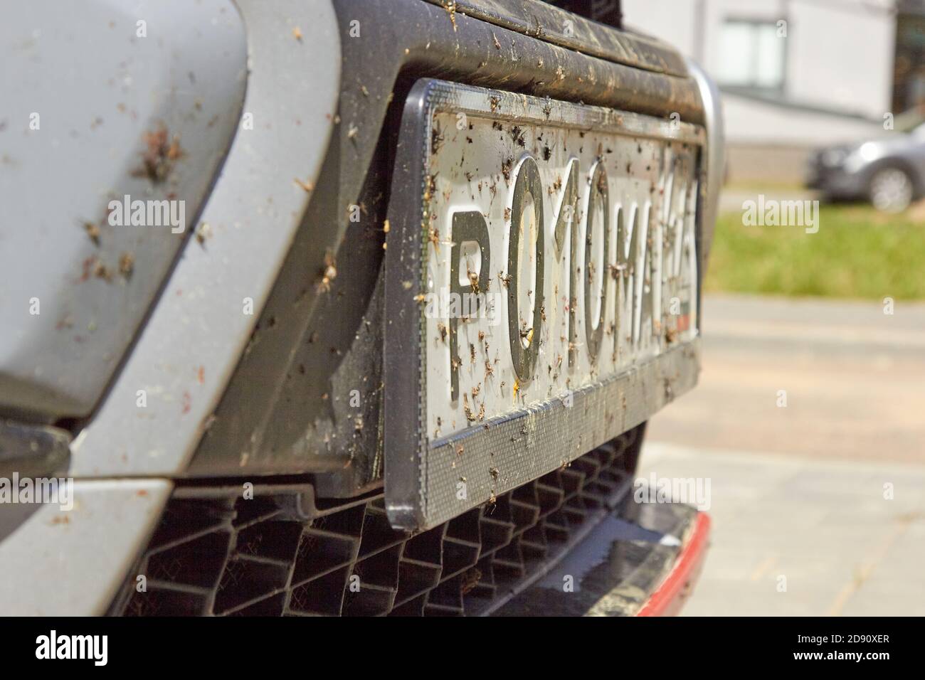 insectes sur la voiture sur la peinture du bouclier Banque D'Images
