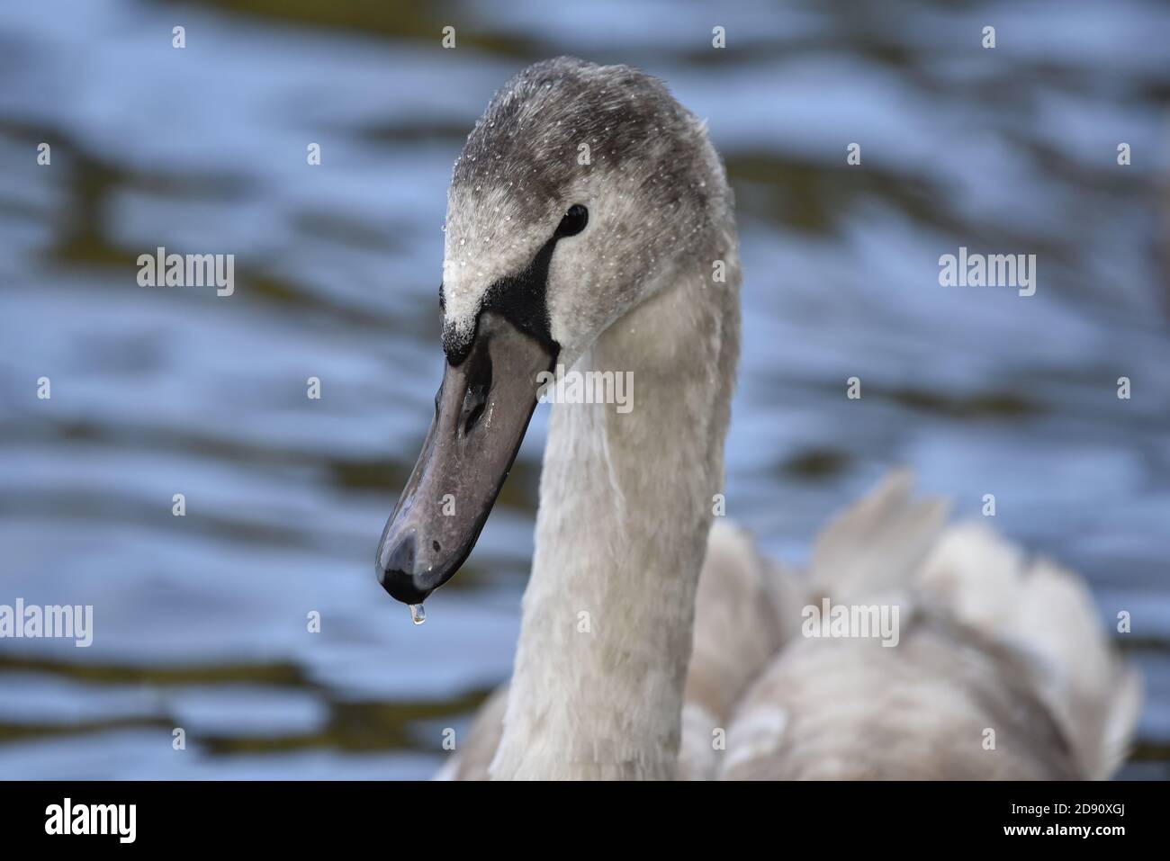 Mute Swan (Cygnus olor) Juvenile, tête et cou Portrait, contre l'eau ondulée en automne en Angleterre Banque D'Images