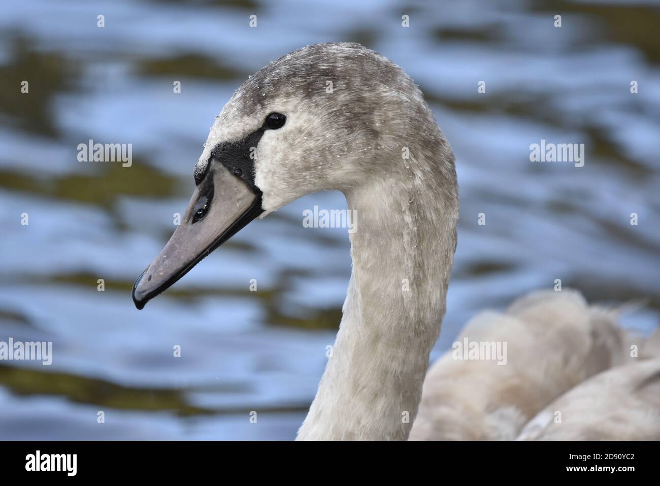 Mute Swan (Cygnus olor), Juvenile, profil à gauche gros plan Portrait, sur un lac à Staffordshire, Angleterre en automne Banque D'Images