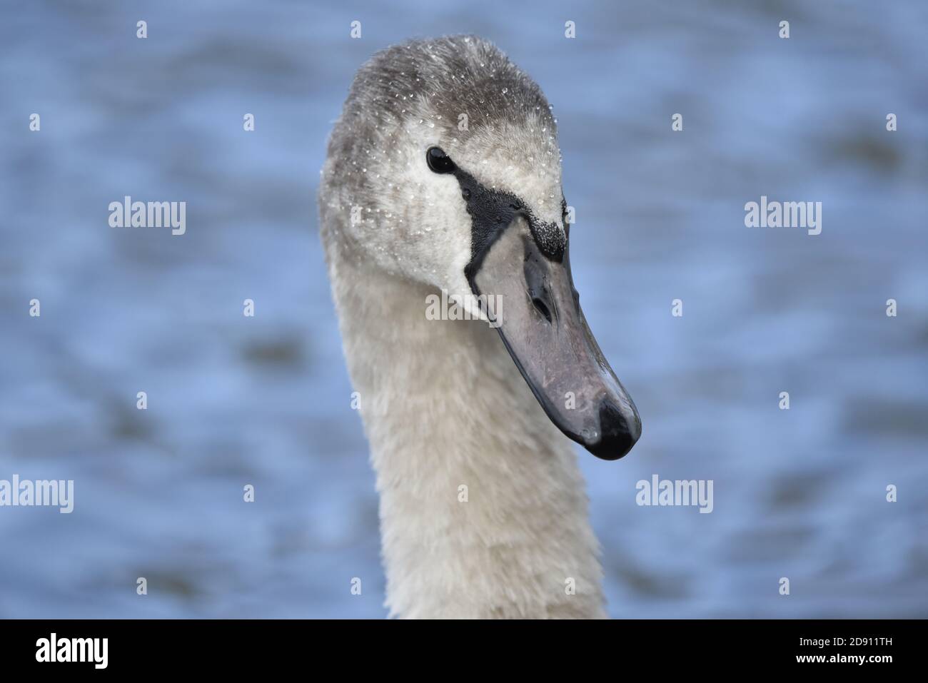 Juvenous Mute Swan, Cygnus olor, gros plan Portrait avec un fond bleu flou en une journée ensoleillée en automne en Angleterre Banque D'Images