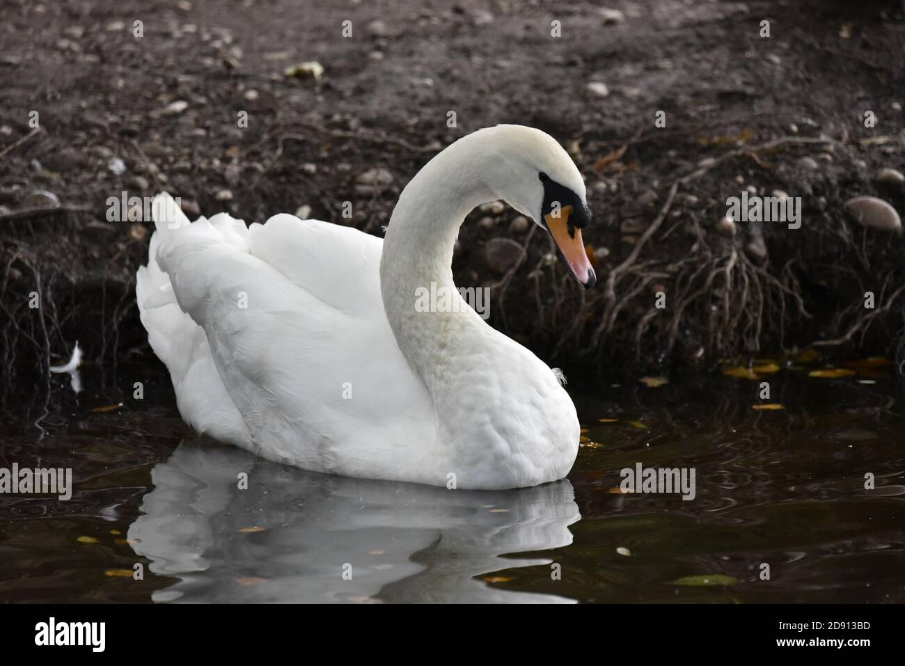 Adulte Mute Swan, Cygnus olor, sur la rive de la rivière à Staffordshire en automne Banque D'Images