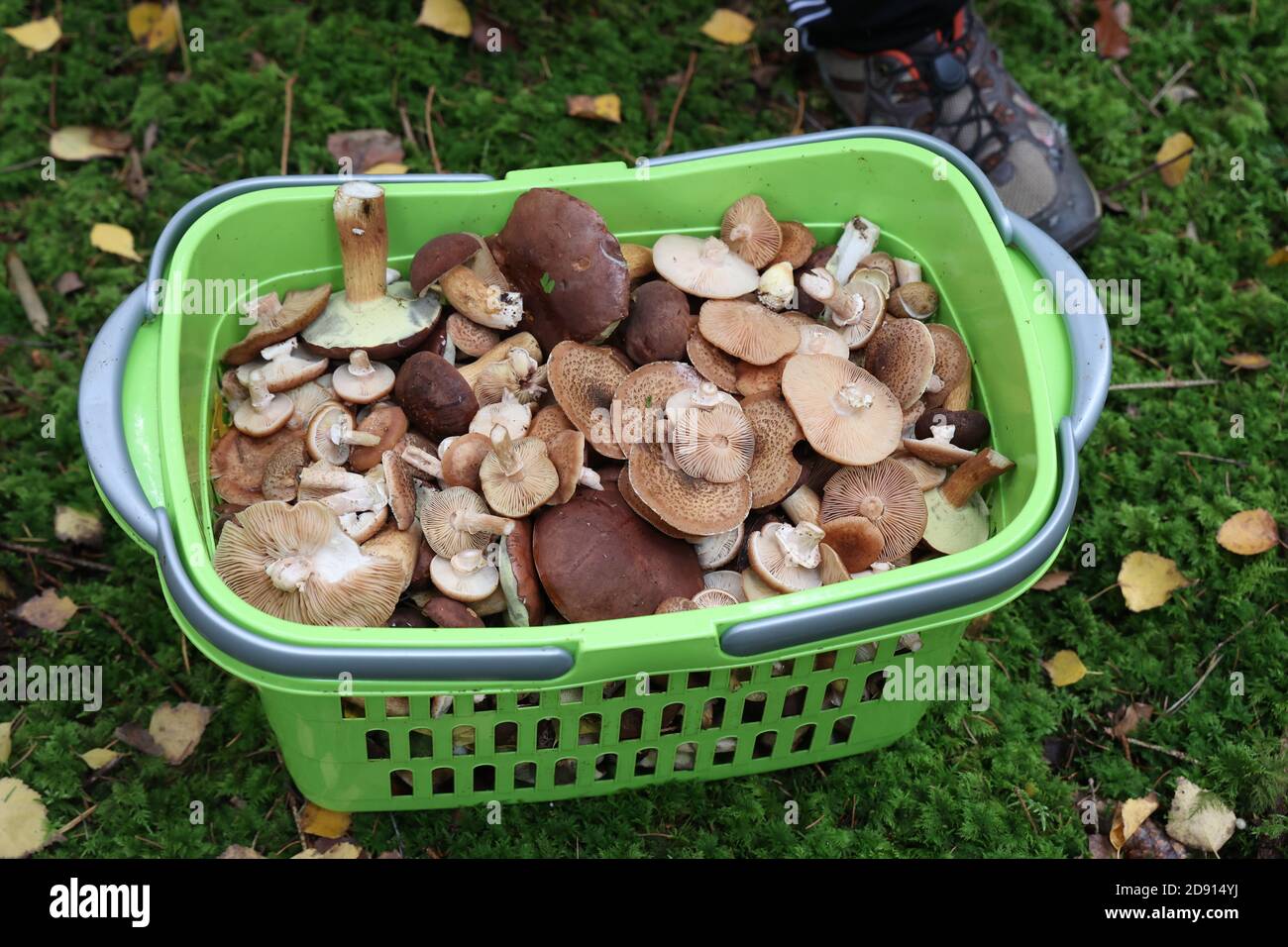 Déchets contenant des champignons collectés dans la forêt Banque D'Images