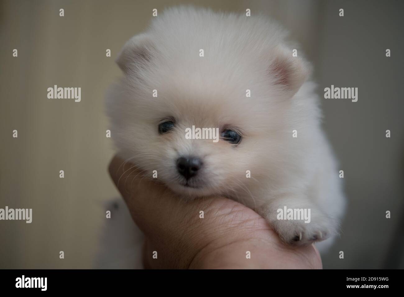 Bébé chien de Pomeranian sur ma main Banque D'Images