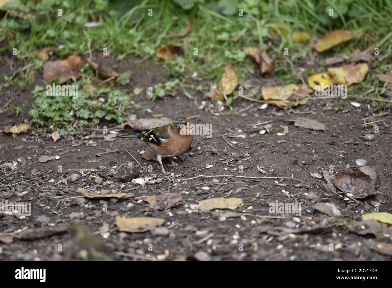 Chaffinch commun, Fringilla coelebs, Homme dans le profil droit sur le sol, regardant la caméra lors d'un jour automnal ensoleillé à Staffordshire, Angleterre, Royaume-Uni Banque D'Images