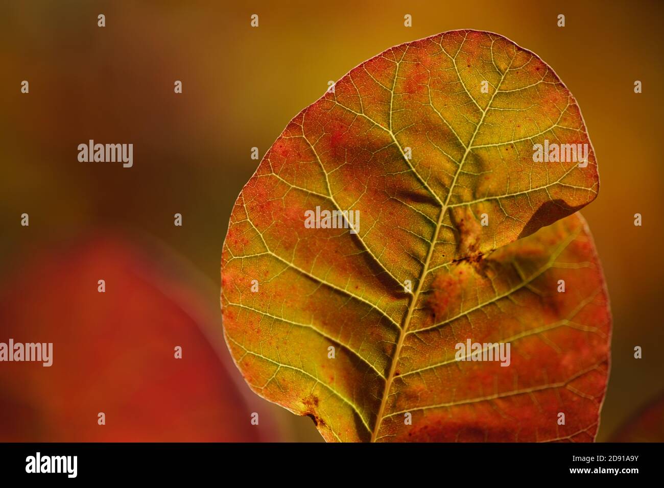Feuille rouge d'automne sur une branche d'arbre en journée ensoleillée. Vue macro. Banque D'Images