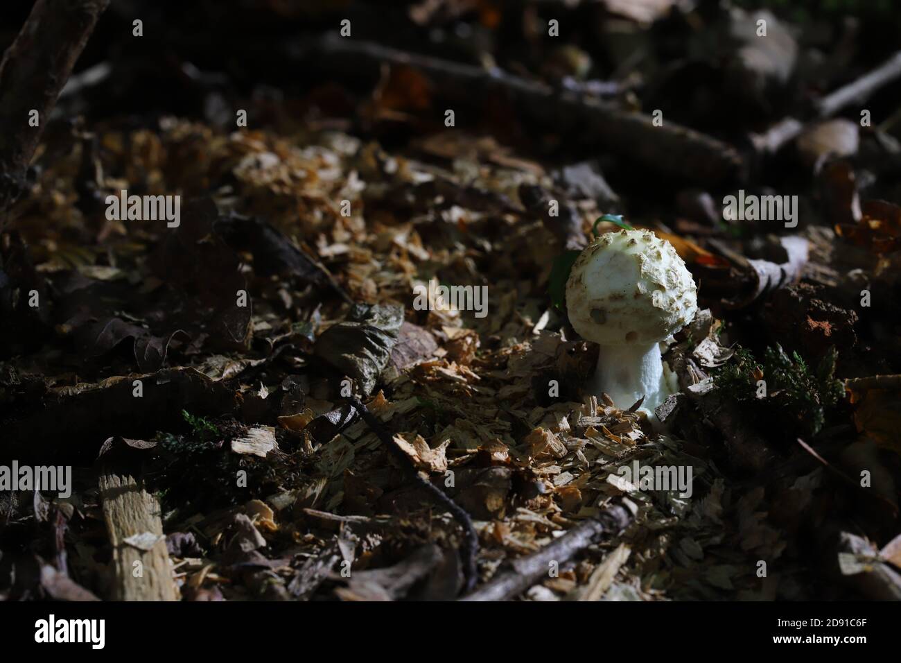 Amanita citrina var. Alba, la fausse déathcap Banque D'Images