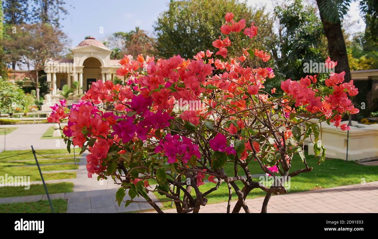 Belle fleur rose fleurs d'une brousse dans le jardin des rêves (également le jardin des six saisons) à Katmandou, la capitale du Népal. Concentrez-vous sur les fleurs. Banque D'Images